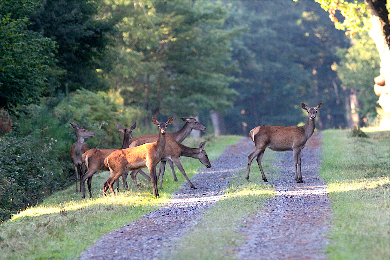 Biches dans la forêt tarnaise - faune sauvage du Tarn